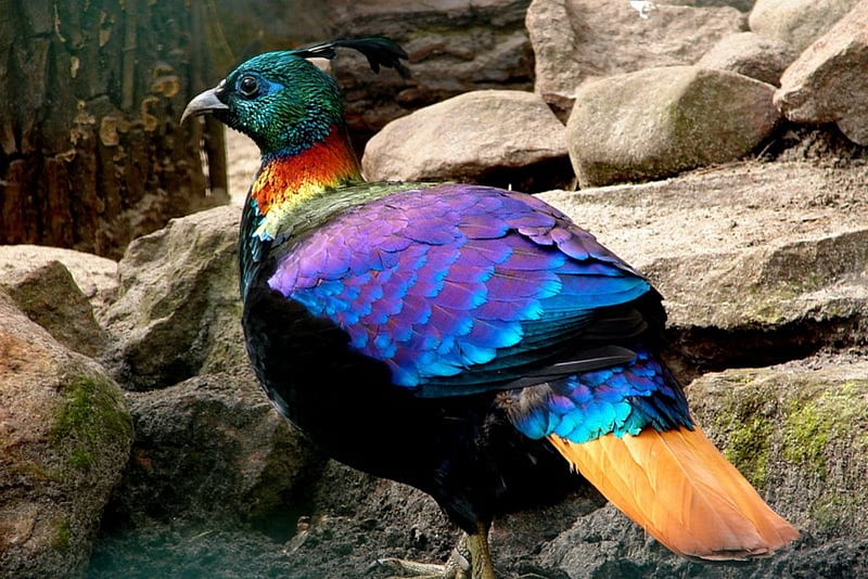 Himalayan Monal Pheasant, graphy, Pheasant, Rainbow Colors, Birds, HD wallpaper