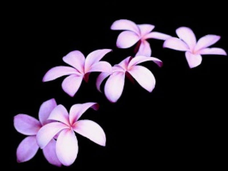 Falling Frangipani, art, pink frangipani flowers, HD wallpaper