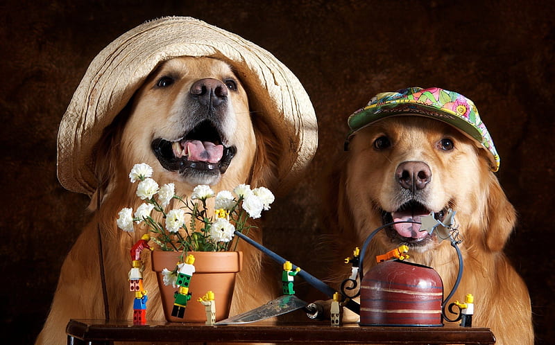 *** Happy dogs ***, animals, dogs, animal, dog, HD wallpaper