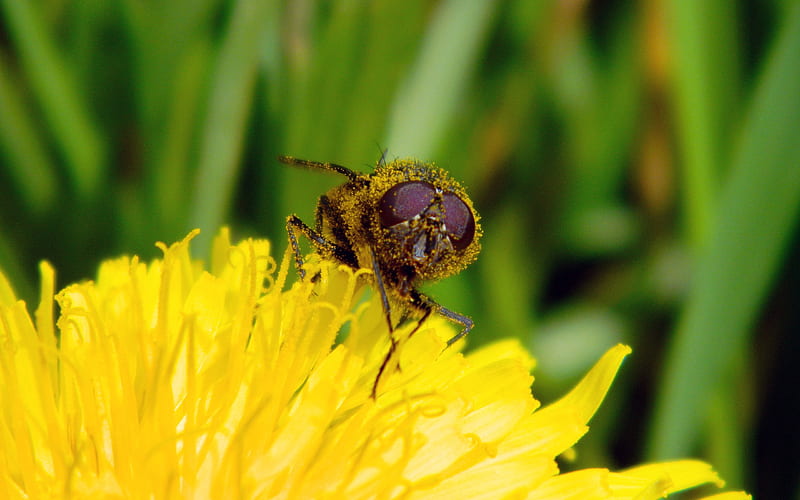 Here's lookin' at you kid!, dandelion, close up, horse fly, bugs, nature, HD wallpaper