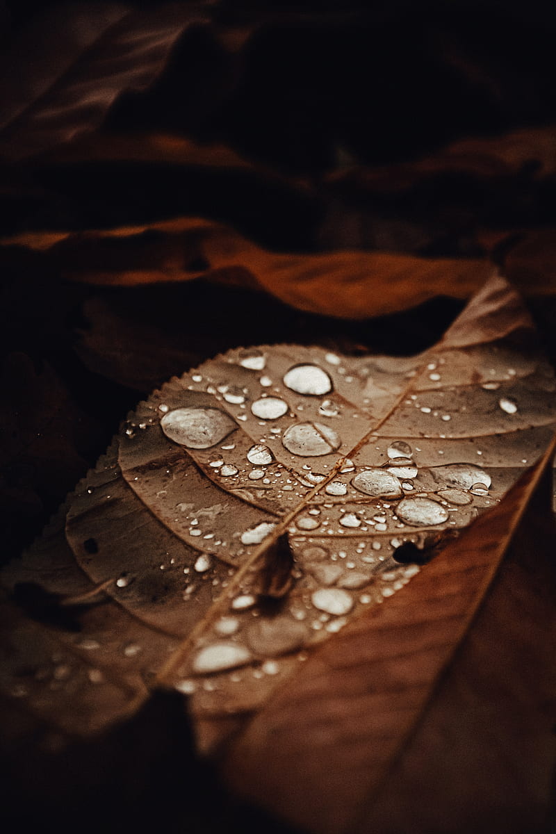 brown dried leaves, HD phone wallpaper
