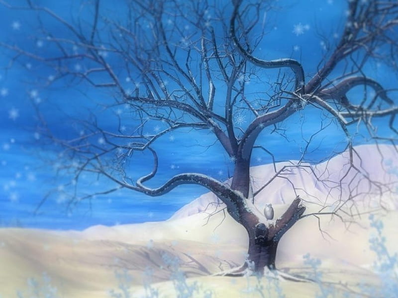Cool Winter, tree, nature, snow, winer, HD wallpaper