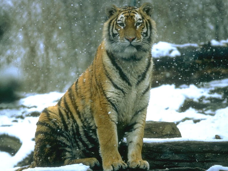 setting in the snow, amur tiger, snowing, snowflakes, HD wallpaper