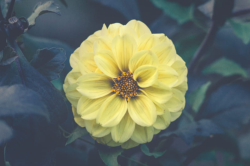 Yellow dahlia, HD wallpaper | Peakpx