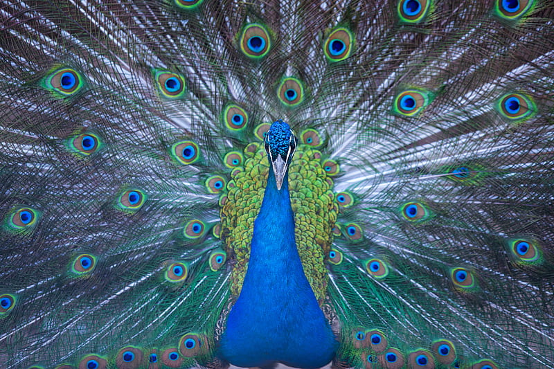 Blue Peacock, HD wallpaper