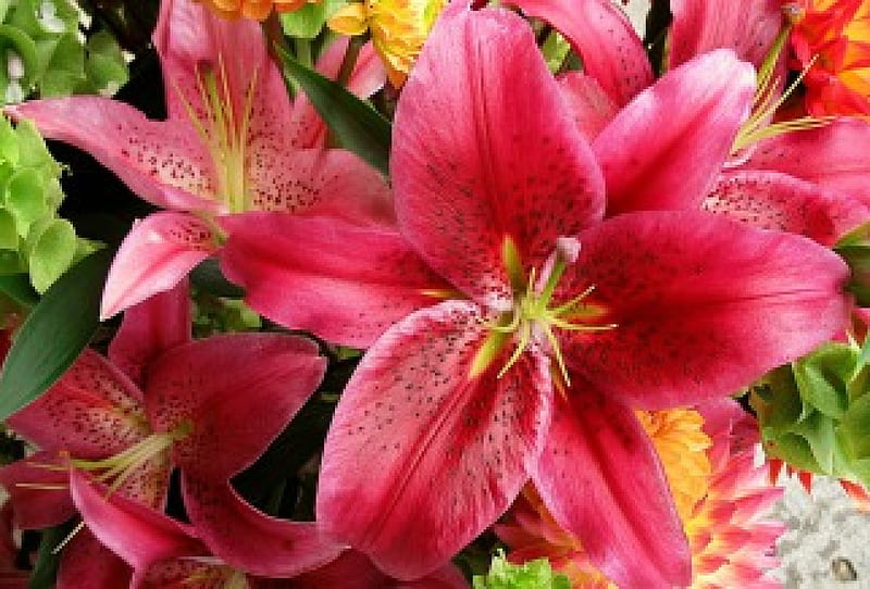 Stargazer's Blooming, red, cool, nice, lovely, HD wallpaper