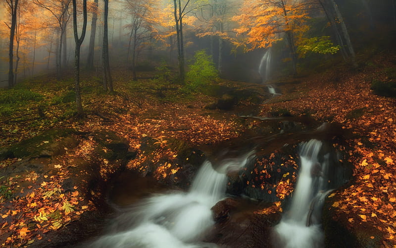 autumn, forest, waterfall, fog, autumn forest, HD wallpaper