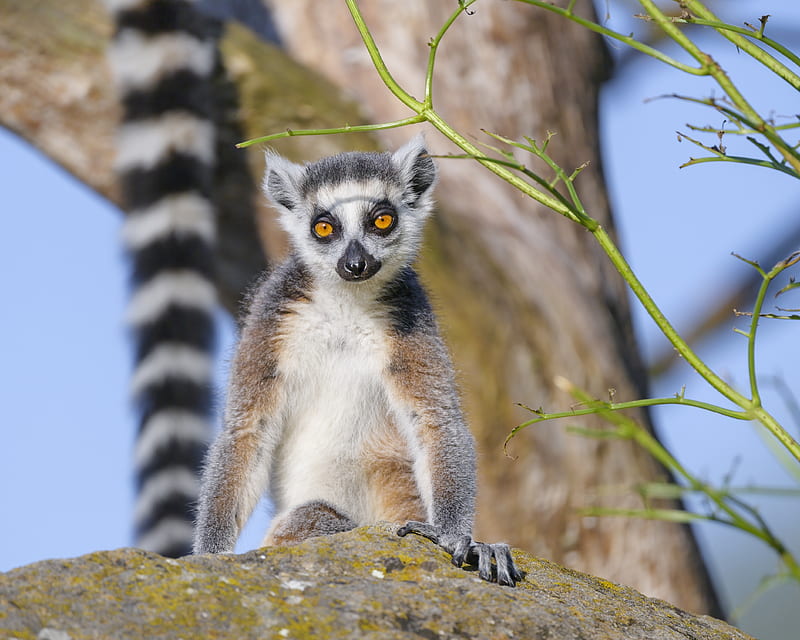 lemur, animal, wildlife, HD wallpaper