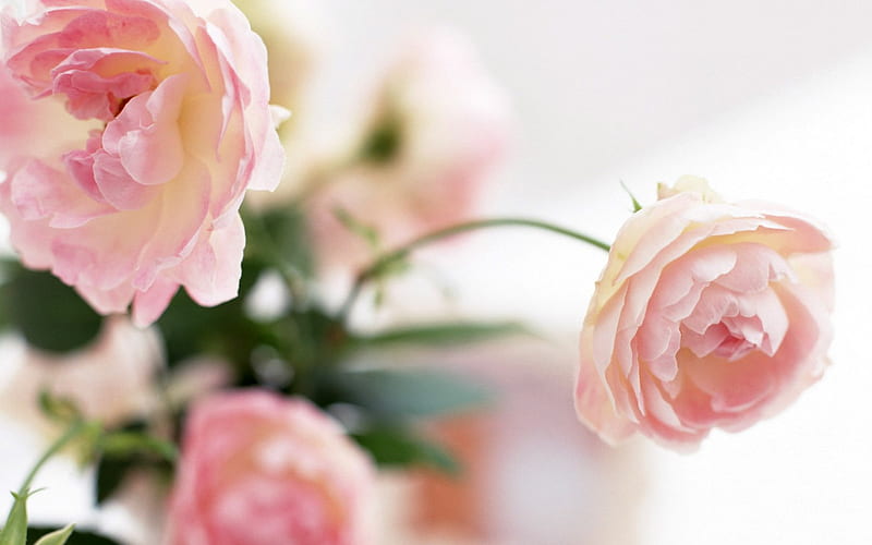 Delicia de peonía, flores, naturaleza, pastel, rosa, peonías, Fondo de  pantalla HD | Peakpx