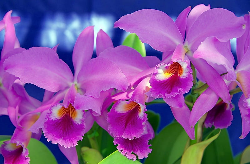 Purple Orchids, flowers, nature, orchids, purple, HD wallpaper