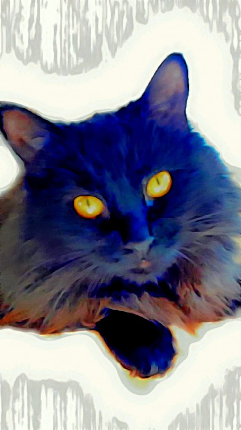 Blue Black Cat, cool, effect, eyes, face, feline, kitty, look, meow, patterns, graph, HD phone wallpaper