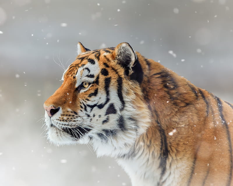 Tiger, tigru, animal, winter, HD wallpaper | Peakpx