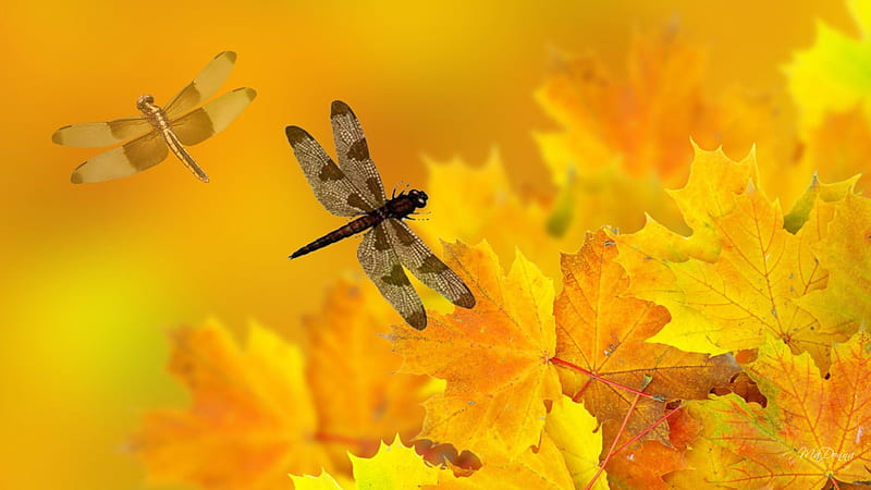 Fallen Leaves, artistic, fall, autumn, orange, wind, breeze, yellow, blurry, gold, dragonfly, insect, HD wallpaper