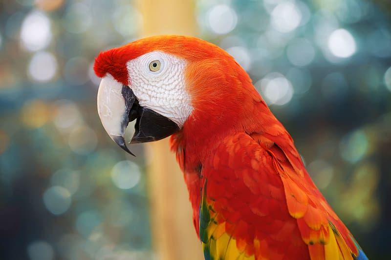 Birds, Bird, Animal, Scarlet Macaw, HD wallpaper