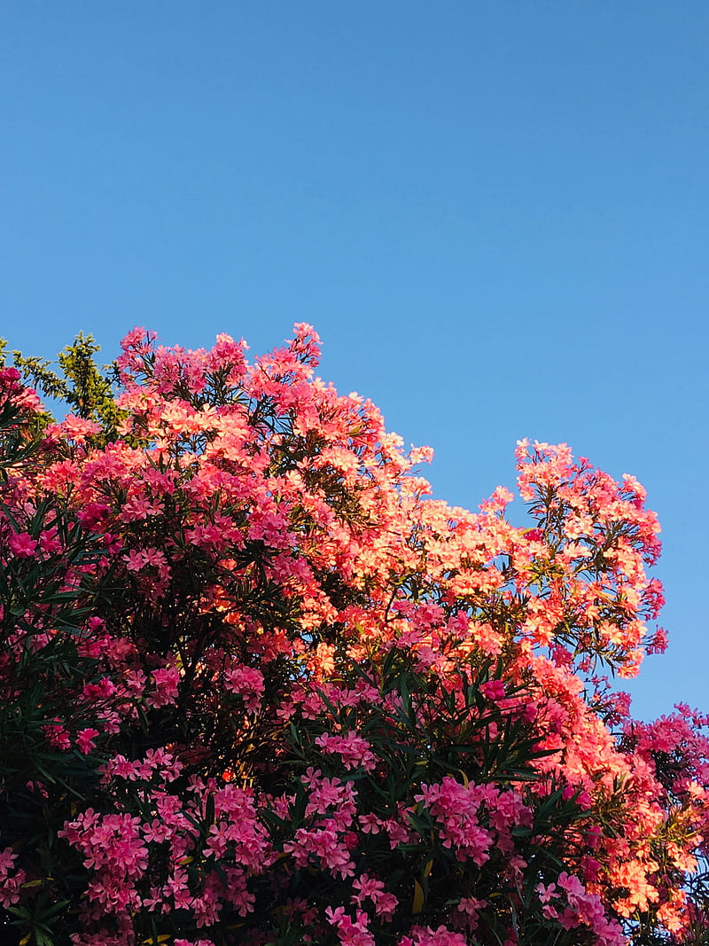 flowers, bloom, pink, bushes, HD phone wallpaper
