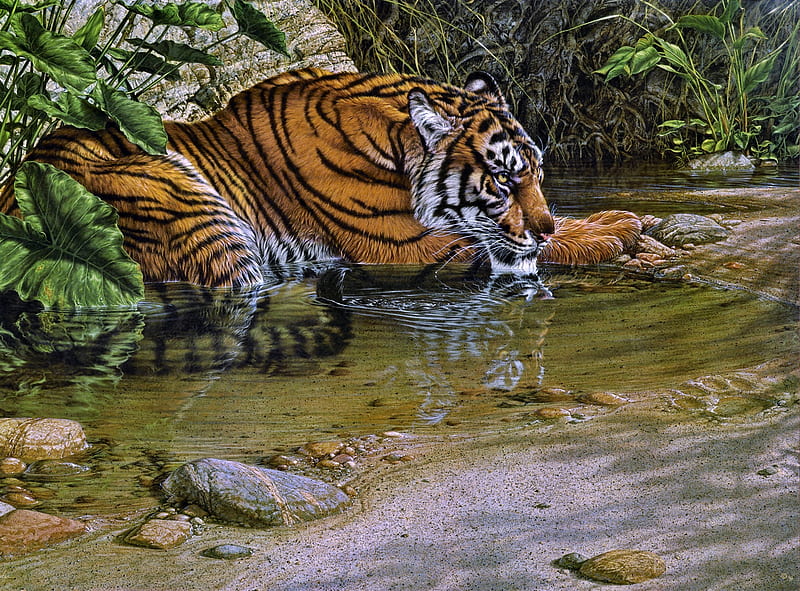 Tiger Tiger, hunting, majestic, HD wallpaper