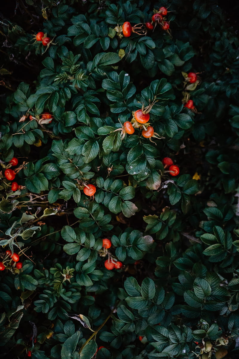 rosehip, bush, berries, leaves, plant, HD phone wallpaper