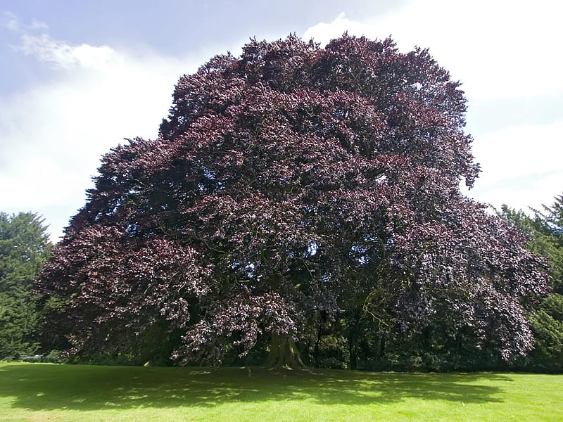 Copper Beech Tree, summer, tree, grass, field, HD wallpaper