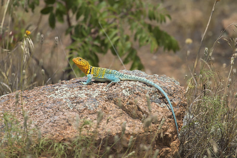 lizard, reptile, spots, colorful, HD wallpaper