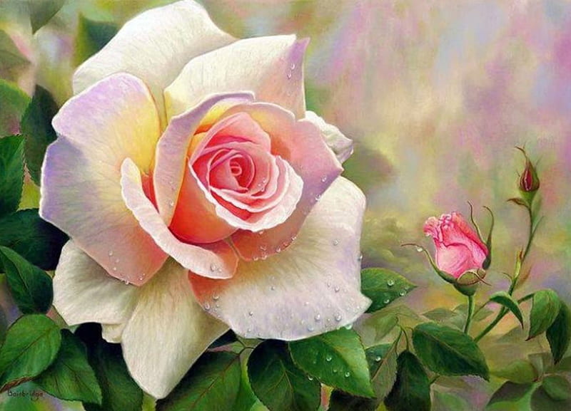 Beautiful Rose, leaves, rose, white and pink, bonito, buds, HD ...