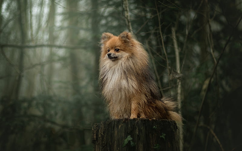 Pomeranian Spitz, furry brown dog, pets, dogs, HD wallpaper