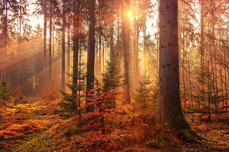 Autumn Sunbeams Forest Light Rays , sunbeam, autumn, forest, nature, HD wallpaper