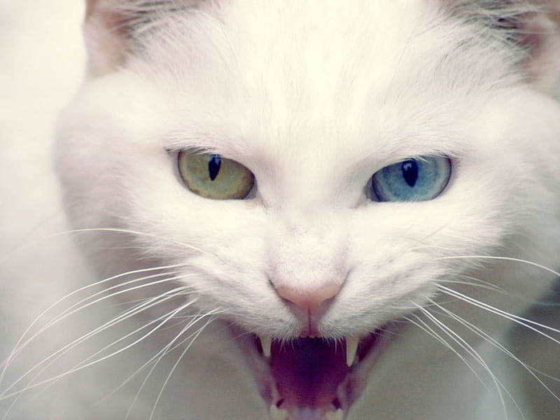 A White Ginger Cat Angry Face Expression, Portraits, Animals - Cats