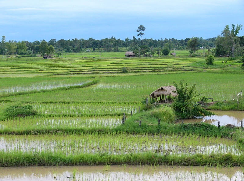 Rice Paddy, building, farm, water, fields, crops, HD wallpaper