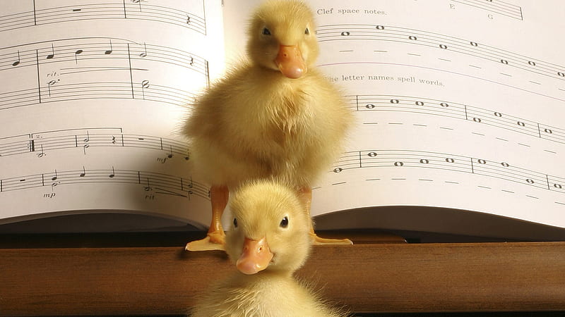 Visitors, notes, music, ducks, concerto, babies, duckling, animals, piano, HD wallpaper