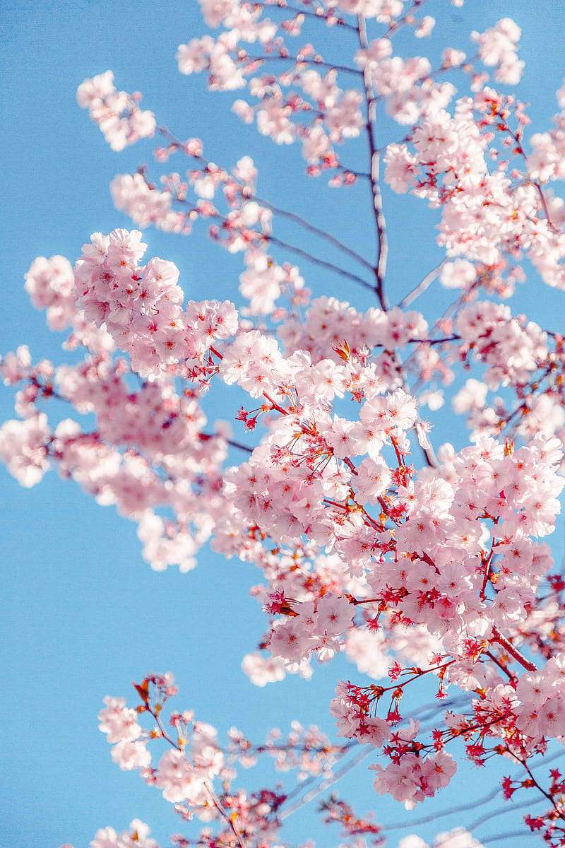 Arbol de Sakura, Fondo de pantalla de teléfono HD | Peakpx