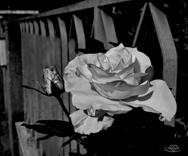 rose, giardino, rose, macro, fiori, maggio, bianco e nero, nature, HD wallpaper