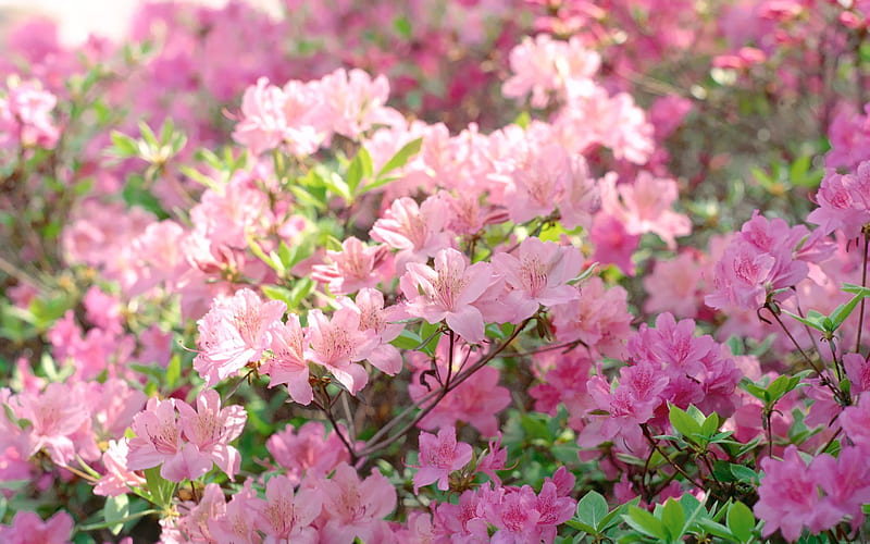 Spring Rhododendron Rhododendron Tree in Full Bloom, HD wallpaper