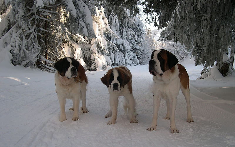 Saint Bernard dogs, rescue, animal, winter, pet, tree, snow, saint bernard, puppy, dog, HD wallpaper