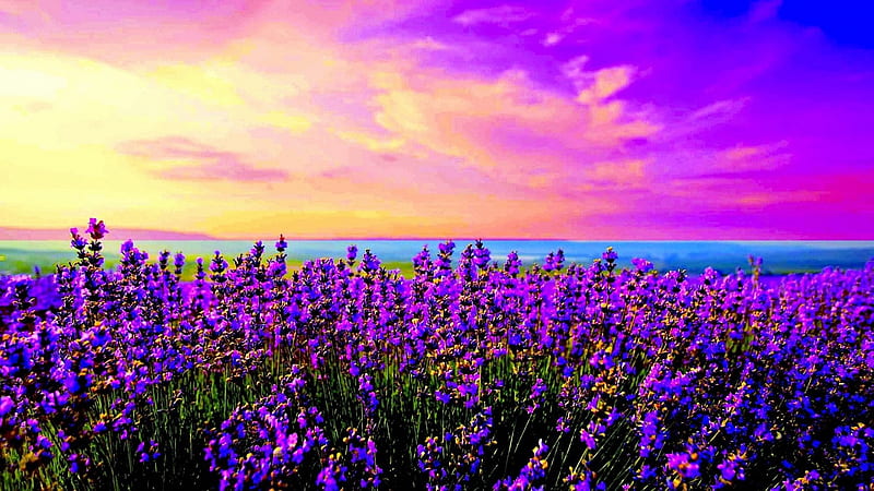 Lavender field, sunset, clouds, sky, purple, colors, blossoms, HD wallpaper