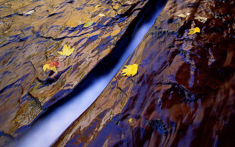 Maple Leaf-Nature rivers Landscape, HD wallpaper