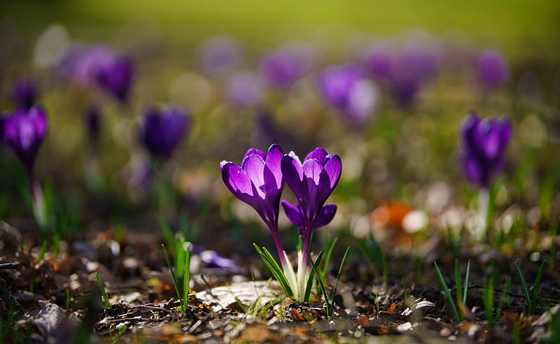 Flowers, Crocus, Close-Up, Flower, Purple Flower, Spring, HD wallpaper