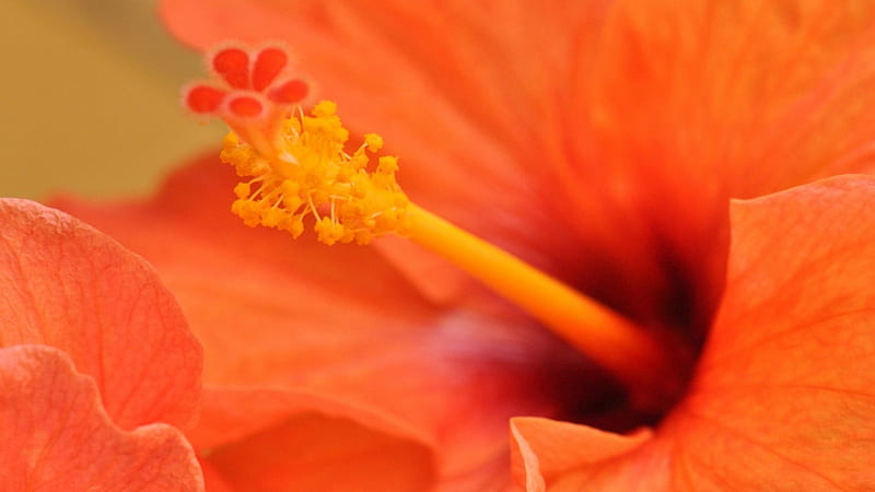 Hibiscus, orange flower, orange, flower, flowers, orange hibiscus, HD