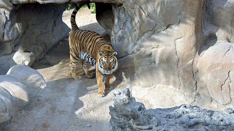 The Tiger's Den, siberian tiger, scary tiger, bengal tiger, tiger, tiger den, HD wallpaper
