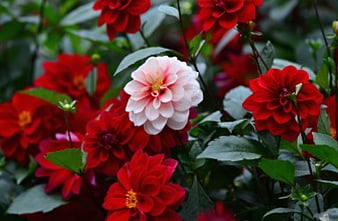 Dalias, coloridas, dalia roja, bonito, flor, flores, naturaleza, macizo de  flores, Fondo de pantalla HD | Peakpx