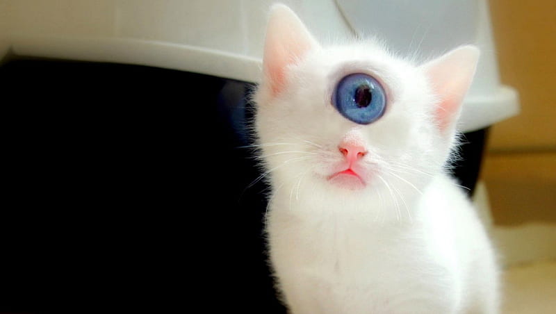 Cat, pussy, eye, kitty, one, purr, HD wallpaper
