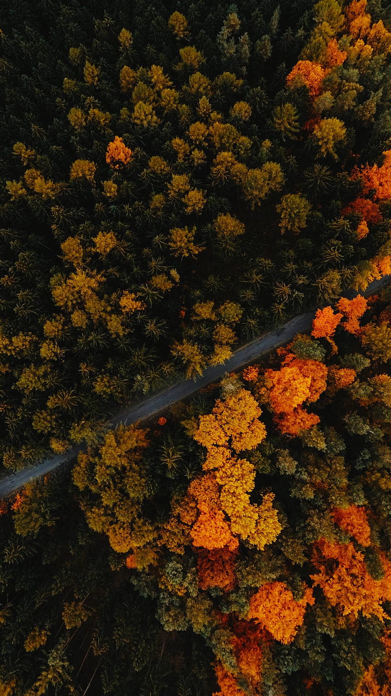 vertical, aerial view, trees, fall, HD phone wallpaper