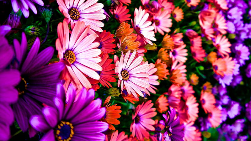 Daisies, red, purple, blossoms, colors, petals, white, HD wallpaper