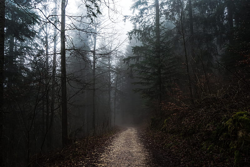 forest, fog, path, trees, walk, autumn, HD wallpaper