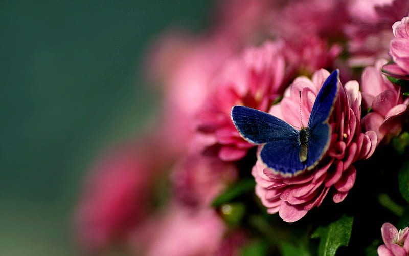 azalea, beauty, flowers, butterfly, HD wallpaper