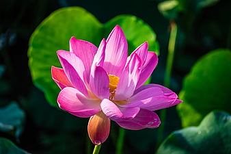 Lotus blossom, Pond, Lotus, Pink, Flower, HD wallpaper | Peakpx