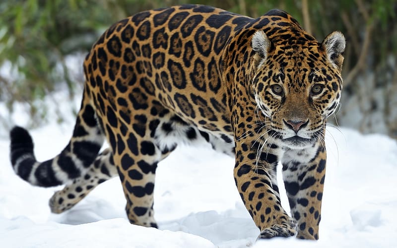 Cats, Snow, Jaguar, Animal, HD wallpaper