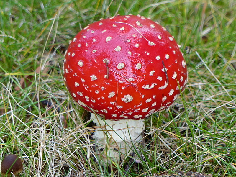 Amanita(death Cap), red, fall, spots, grass, mushroom, garden, white, HD wallpaper