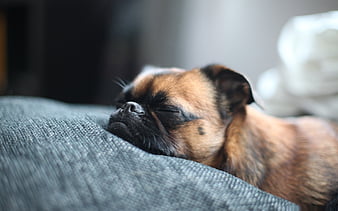 sleeping dog-dog animal, HD wallpaper