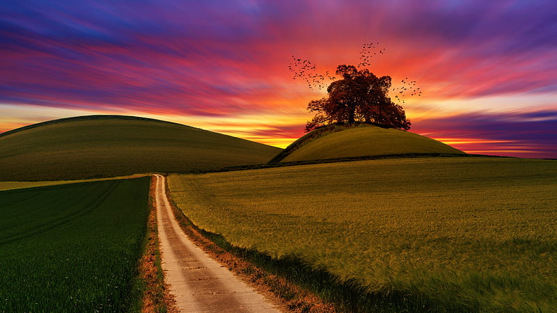 Track Sunset, dusk, sunset, sky, walkway, tree, green, path, way, road, field, HD wallpaper