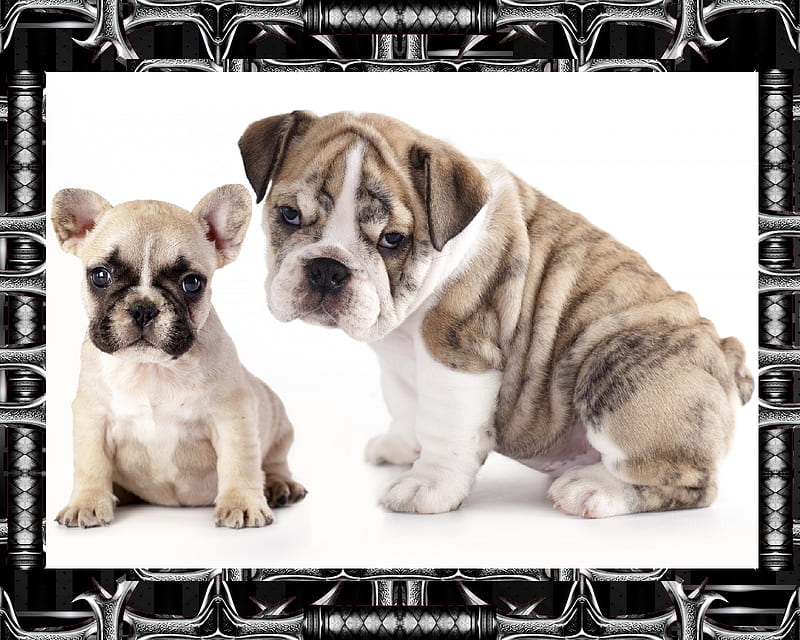 Meet my Big Brother, dog, puppy, HD wallpaper